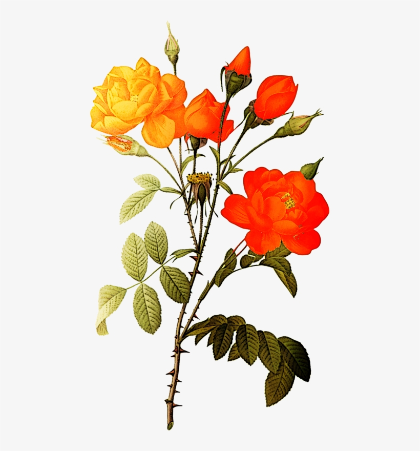 Haz Clic Sobre La Imagen Para Ver En Tamaño Real - White Roses Png, transparent png download