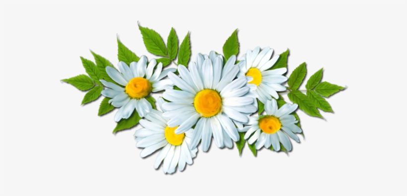 Fleurs Flowers Bloemen Png - Flower, transparent png download