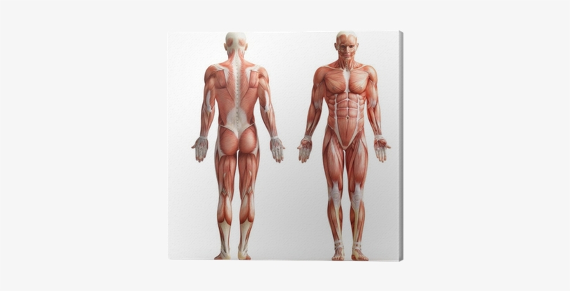 Human Body Doctor, transparent png download