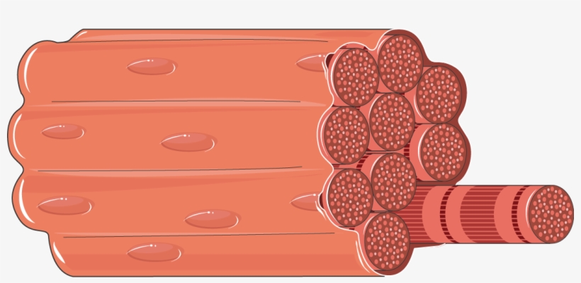 Muscle Fiber - Muscle Fiber Clipart, transparent png download