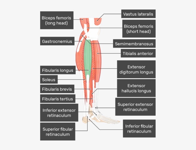 Fibularis Longus Muscle Attached To The Lower Limb - Fibularis Muscles, transparent png download