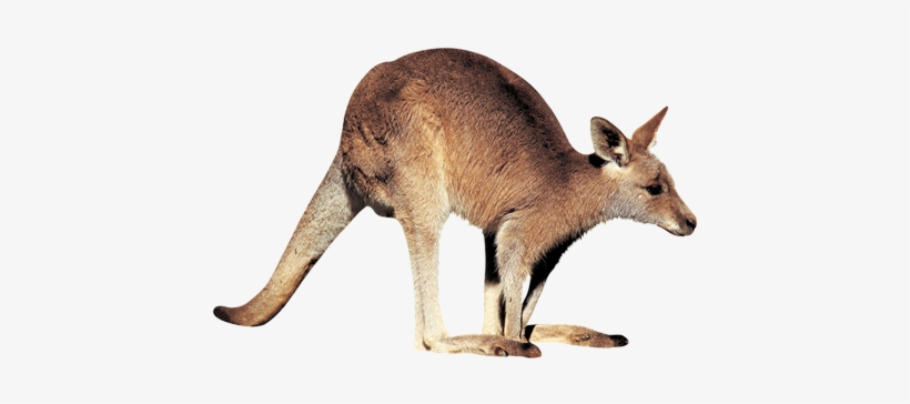 Kangaroo Free Download Png - Kangaroo Png, transparent png download