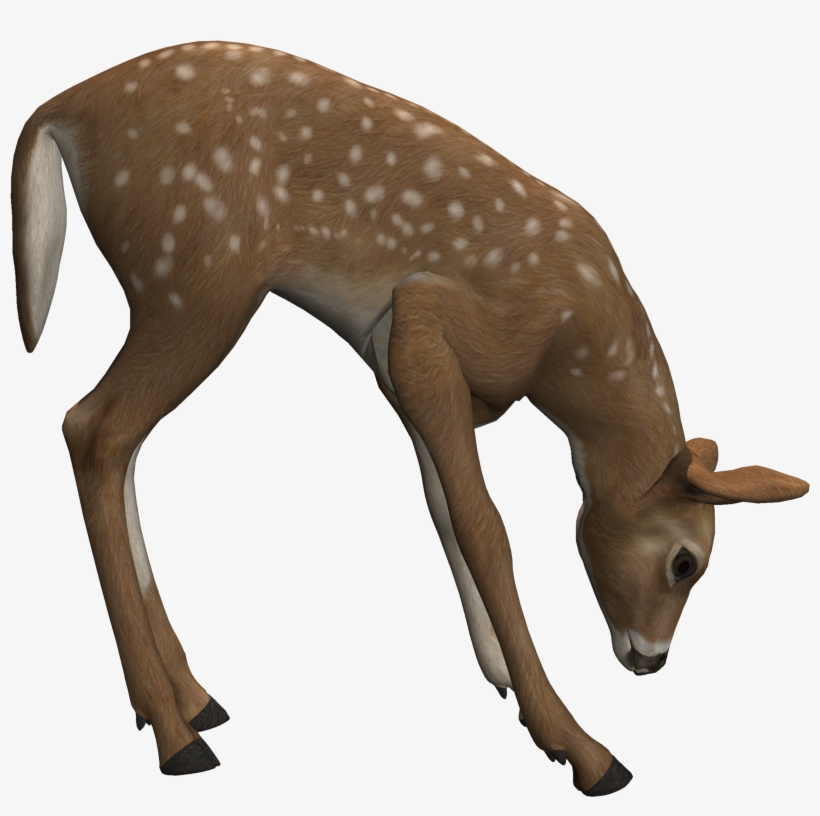 Fawn7 - Clipping Path, transparent png download