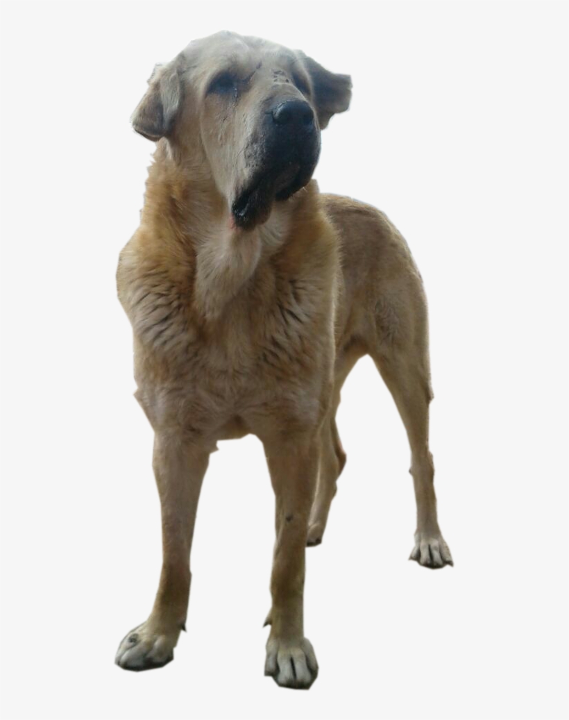 سگ پژدر -kurd Mastiff - Greyhound, transparent png download