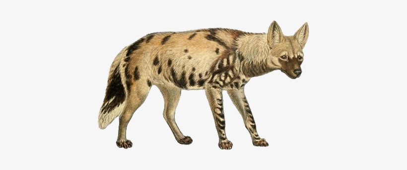 Dogs, Jackals, Wolves, And Foxes - Spotted Hyena Transparent Background, transparent png download