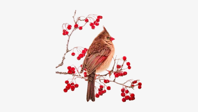Cardinal Redberry Branch - Birds On Branches Transparent, transparent png download