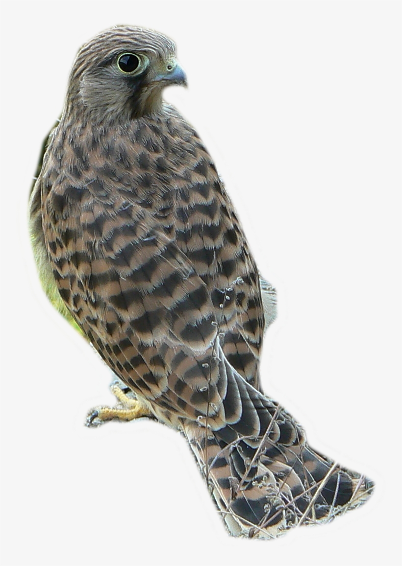 Falco Tinnunculus And Gutštejn, Transparent Bg - Common Kestrel, transparent png download