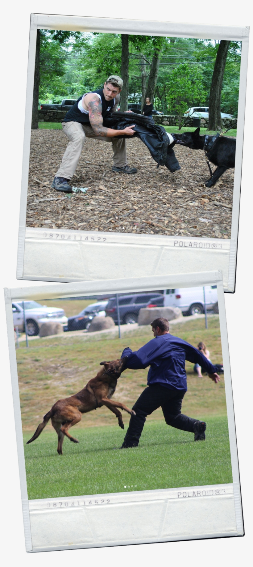 Falcok9 Workingdogs - Working Dog, transparent png download