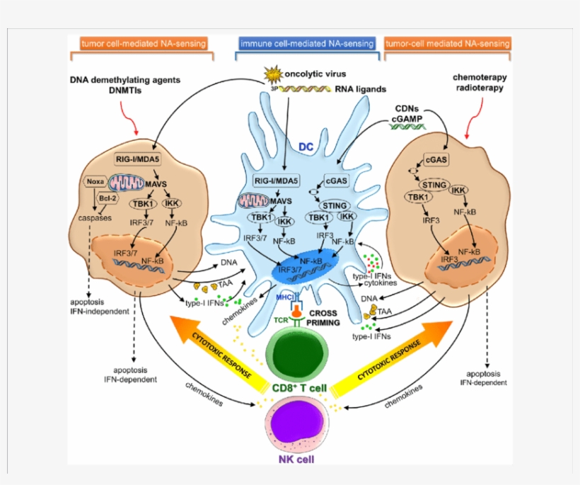 Cgas Sting And Rig I/mda5 Signaling Pathways In Immune - Cgas Sting Cancer, transparent png download