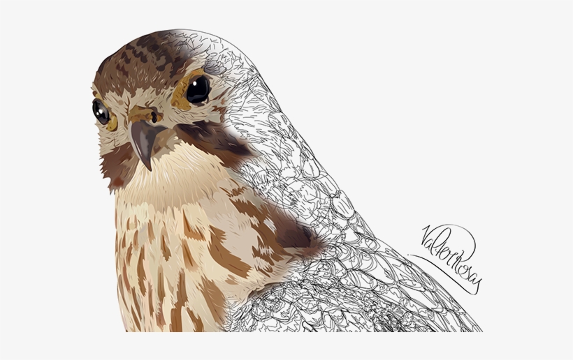 Falco-peregrinus - Red-tailed Hawk, transparent png download