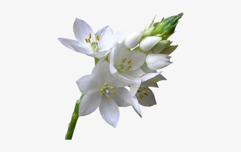Flor Png - Fleur Blanche, transparent png download