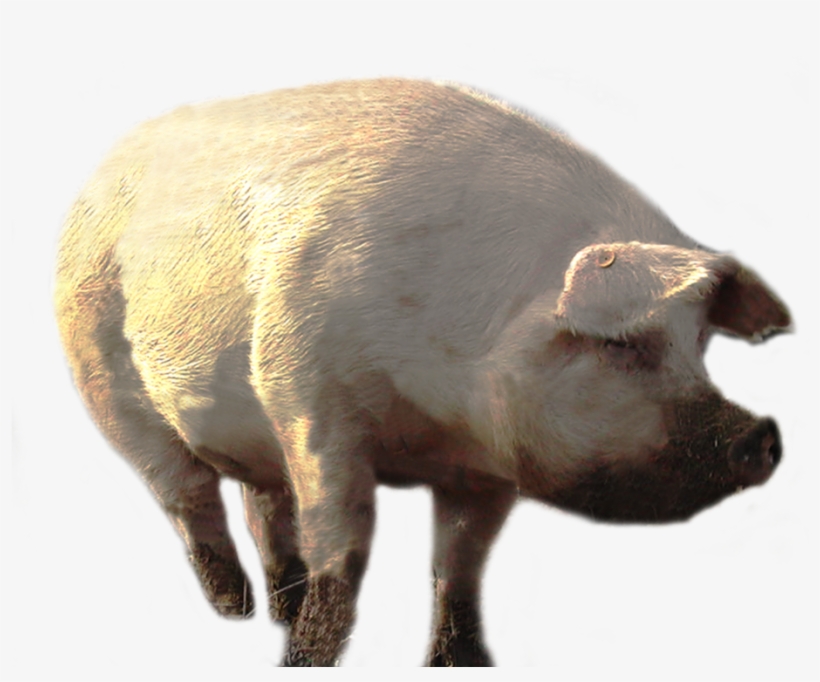 Minecraft Transparent Png Sticker - Portable Network Graphics, transparent png download