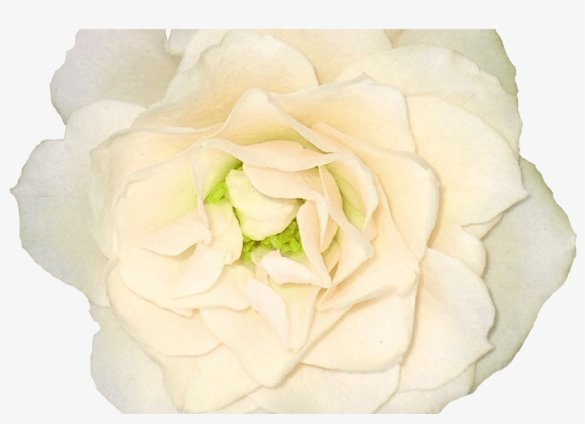 White Roses Png Images, Free Download Flower Pixtures - Portable Network Graphics, transparent png download