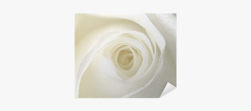 Floribunda, transparent png download