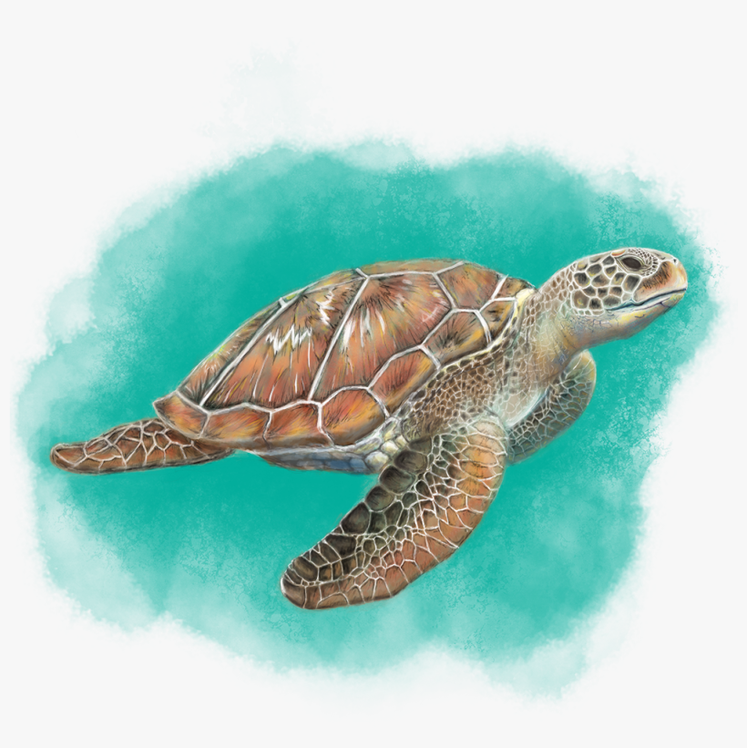 Sea Turtle, transparent png download