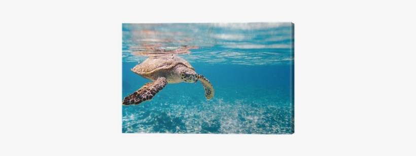 Clearest Water With Turtle, transparent png download