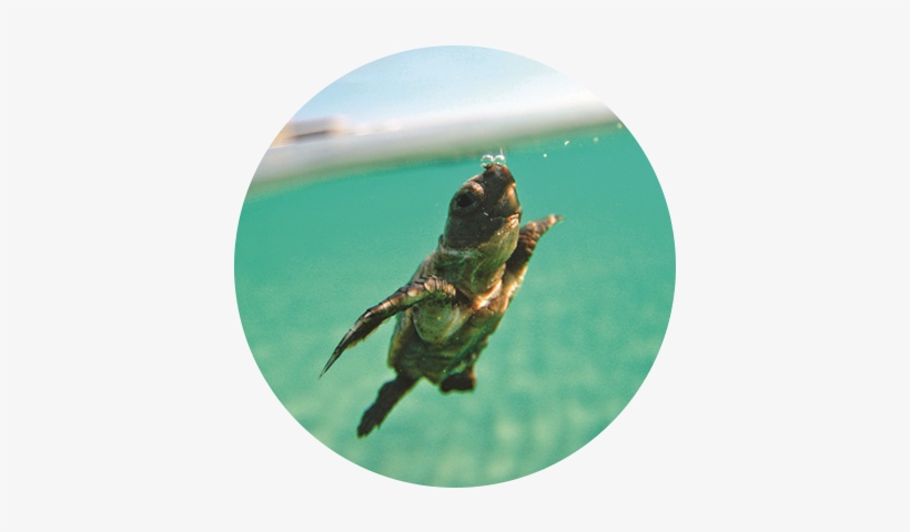 Be Good - Turtles, transparent png download