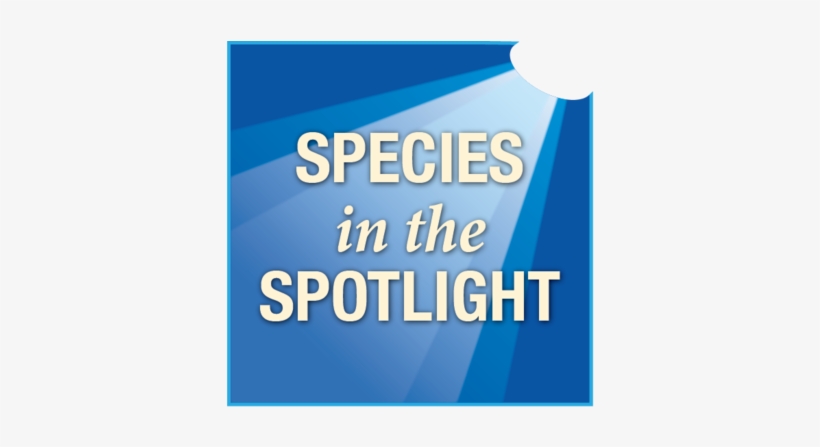 Species In The Spotlight Logo - Exercise, transparent png download