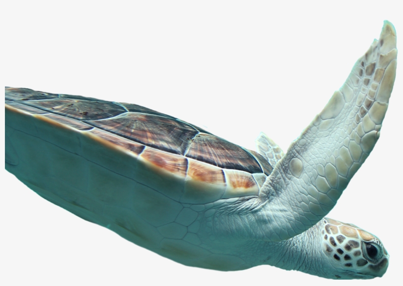 The Tiny Turtle With A Big Story Taronga Conservation Society Transparent Png 1452x962 Free Download On Nicepng