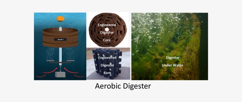 And Have Internal Connectivity With Metal Frames That - Tree, transparent png download