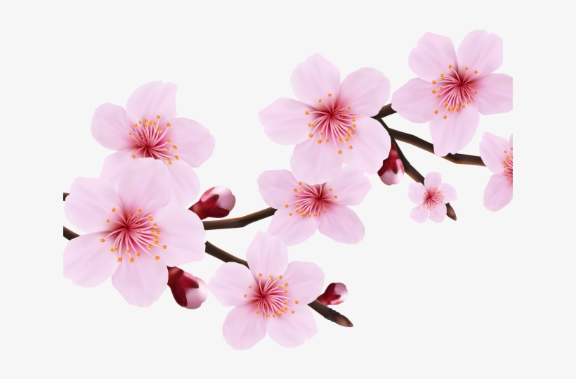 Cherry Blossom Clipart File Cherry Blossom Transparent Background 