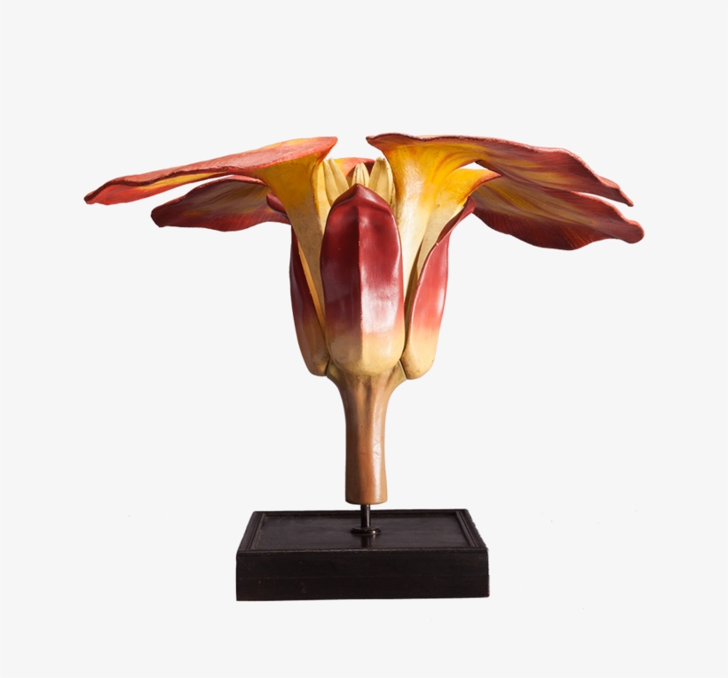 A Large Botanical Model By Deyrolle - Botany, transparent png download