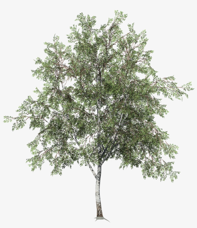 Desktop Field - Paper Birch, transparent png download
