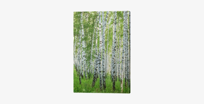 Canoe Birch, transparent png download