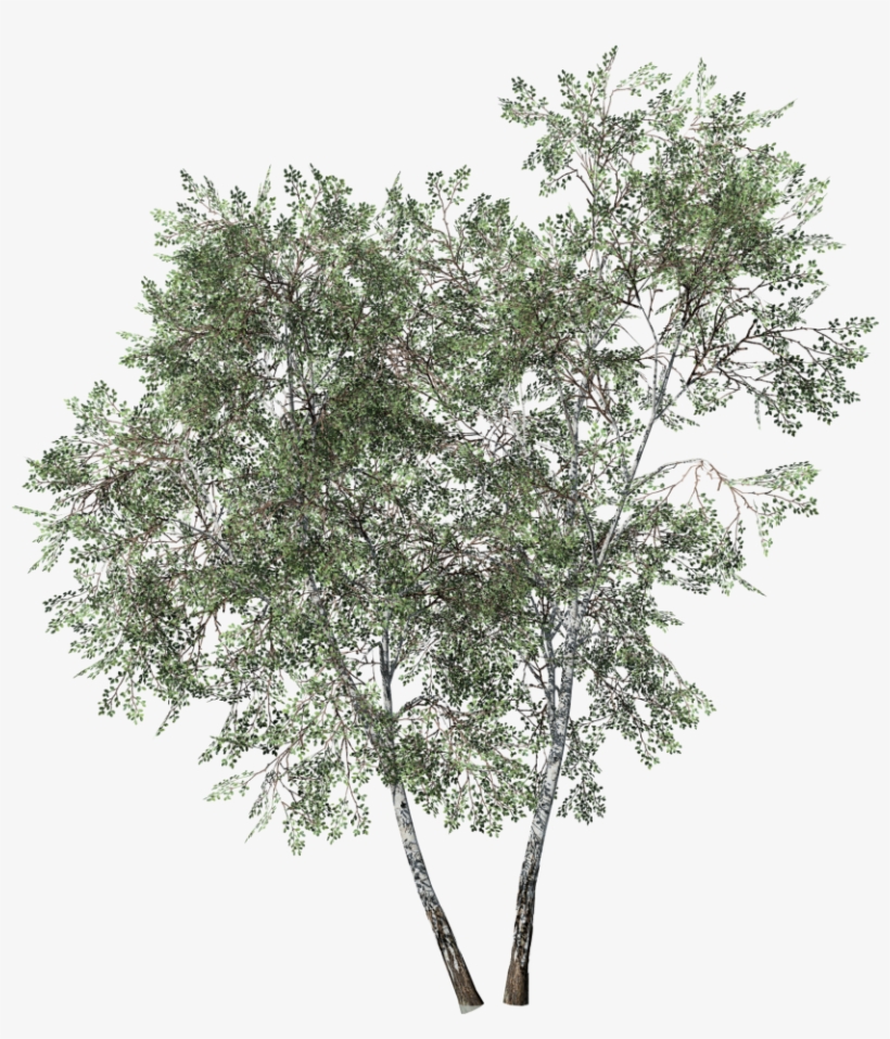 Desktop Forest - Red Sun Hortitech, transparent png download