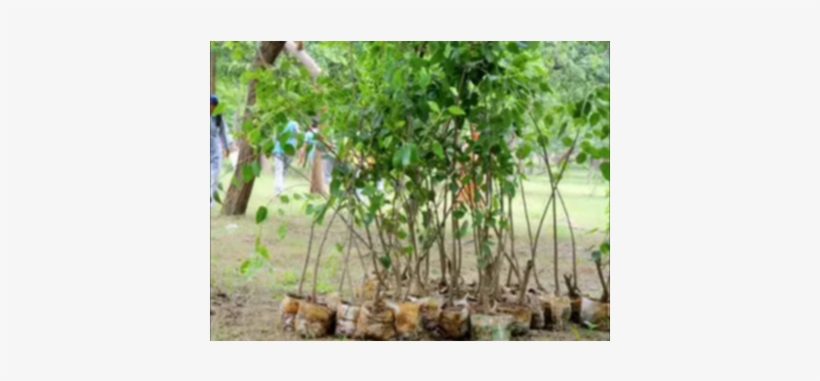 Sabal Palmetto, transparent png download