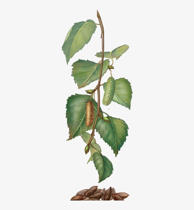 50 G±5% - Birch, transparent png download