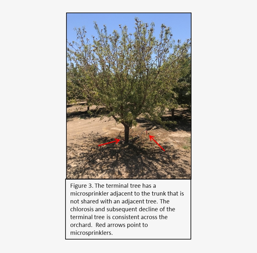 Picture - Almond, transparent png download