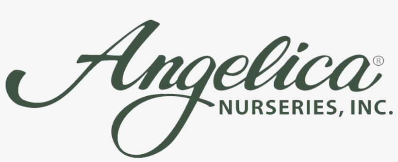 Navigation - Angelica, transparent png download