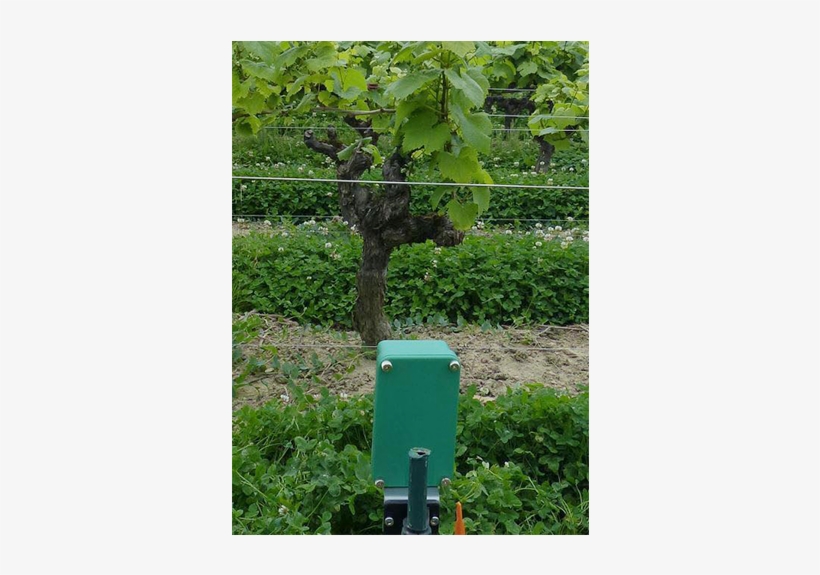 As The World's Second Largest Exporter Of Agricultural - Tulip Poplar, transparent png download