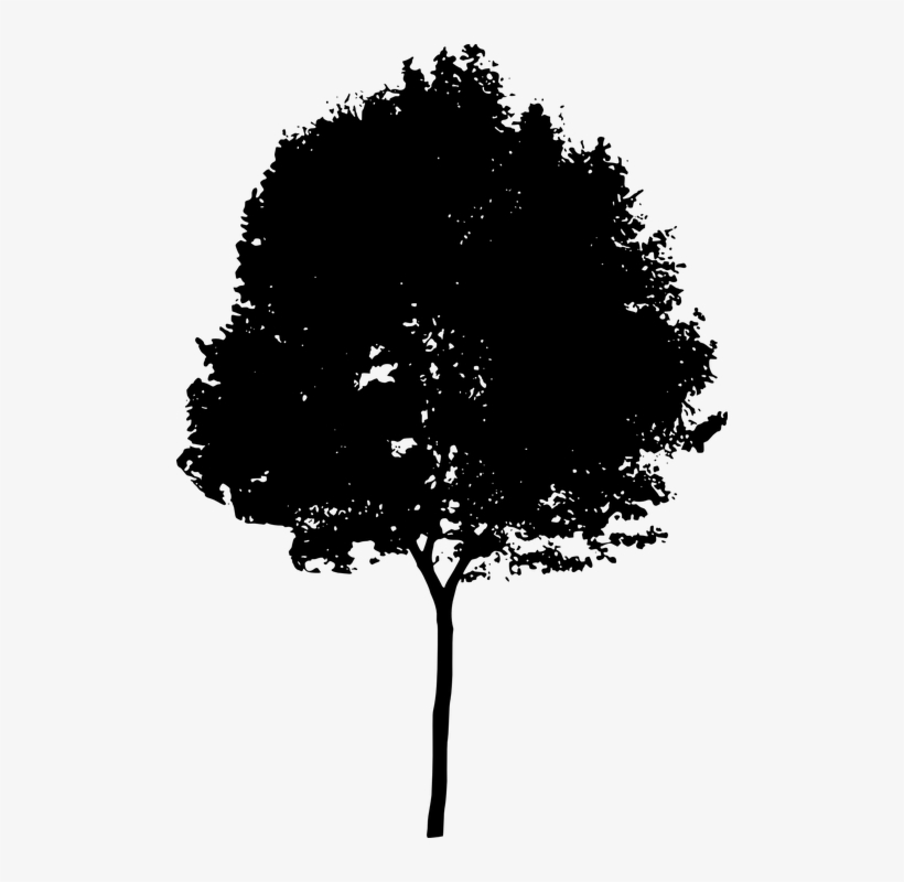 River Birch Tree Silhouette - Tree Silhouette Png, transparent png download