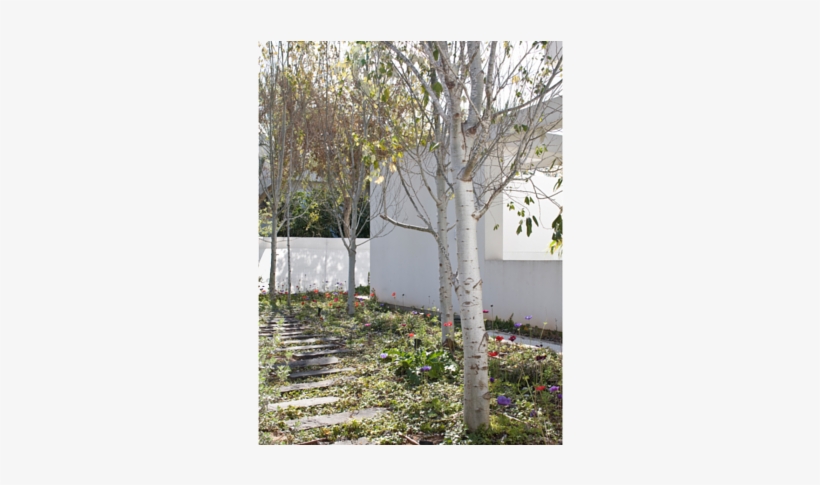 Landscape - Canoe Birch, transparent png download