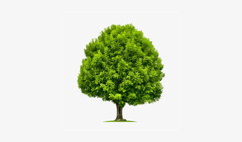 Ash Tree - Stock Tree, transparent png download
