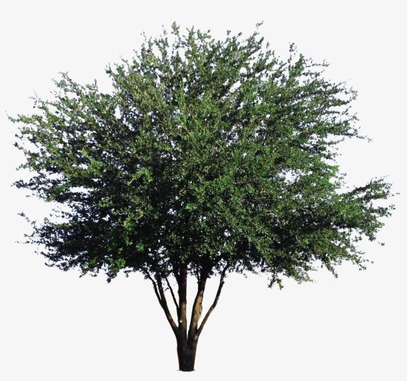 Live Oak - Mexican Pinyon, transparent png download