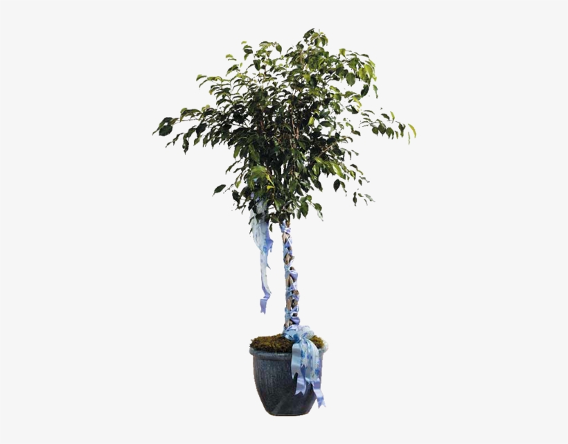 Ficus Tree - Weeping Fig, transparent png download