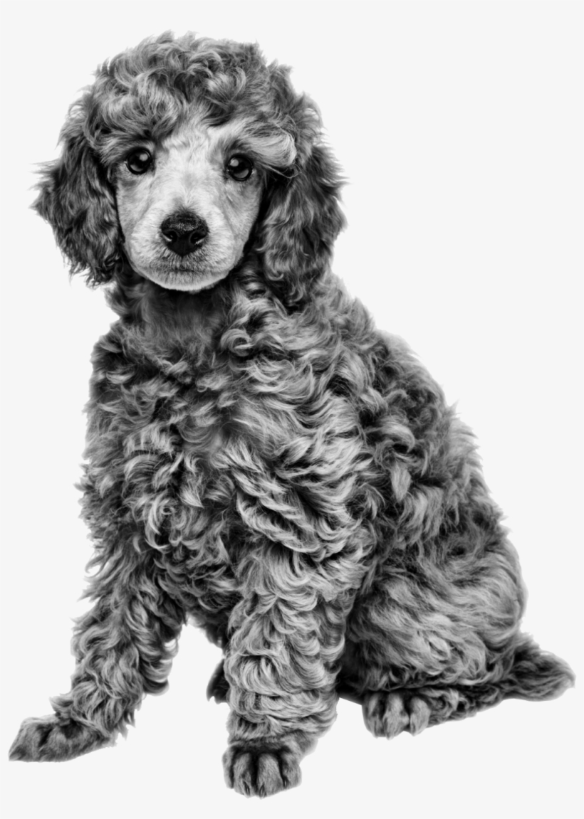 Royal Canin Black And White, transparent png download