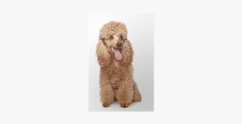 Apricot Poodle, transparent png download