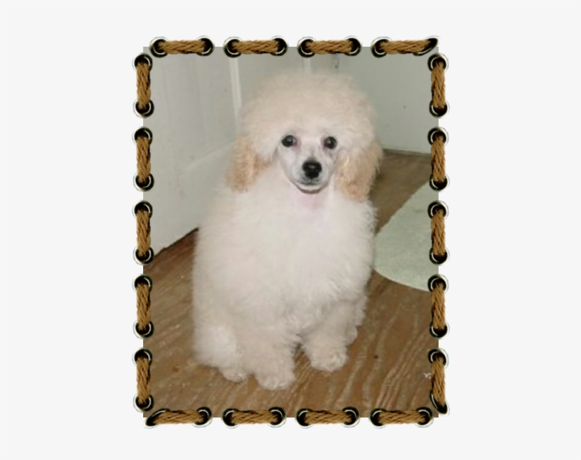 Http - //homepage - Usask - Ca/~schmutz/molly - Jpeg, transparent png download