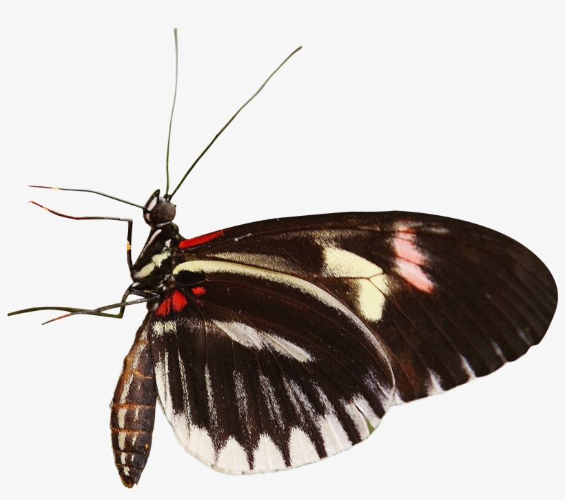 Se Alimentan Las Mariposas, transparent png download