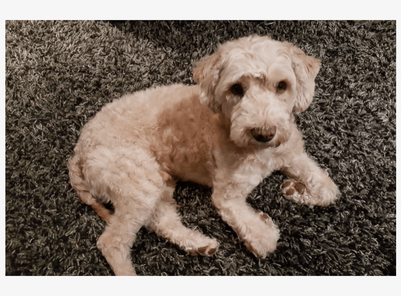 Jano Is A 3 Year Old, Neutered Male Poodle Mix - Goldendoodle, transparent png download