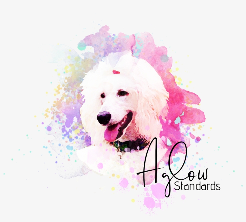 Poodle, transparent png download