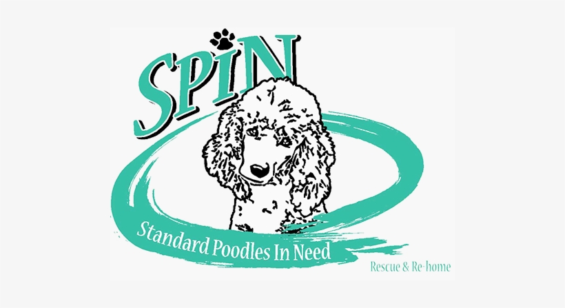 Embrace Your Inner Poodle - Dog, transparent png download