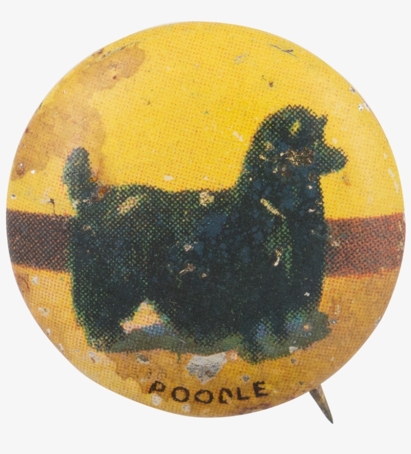 Poodle - Afghan Hound, transparent png download