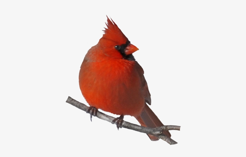 19 Cute Cardinal Clip Transparent Stock Huge Freebie - Northern