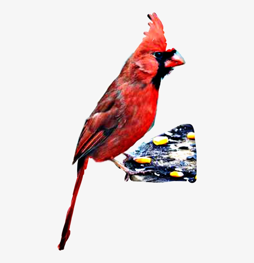 Northern Cardinal, transparent png download