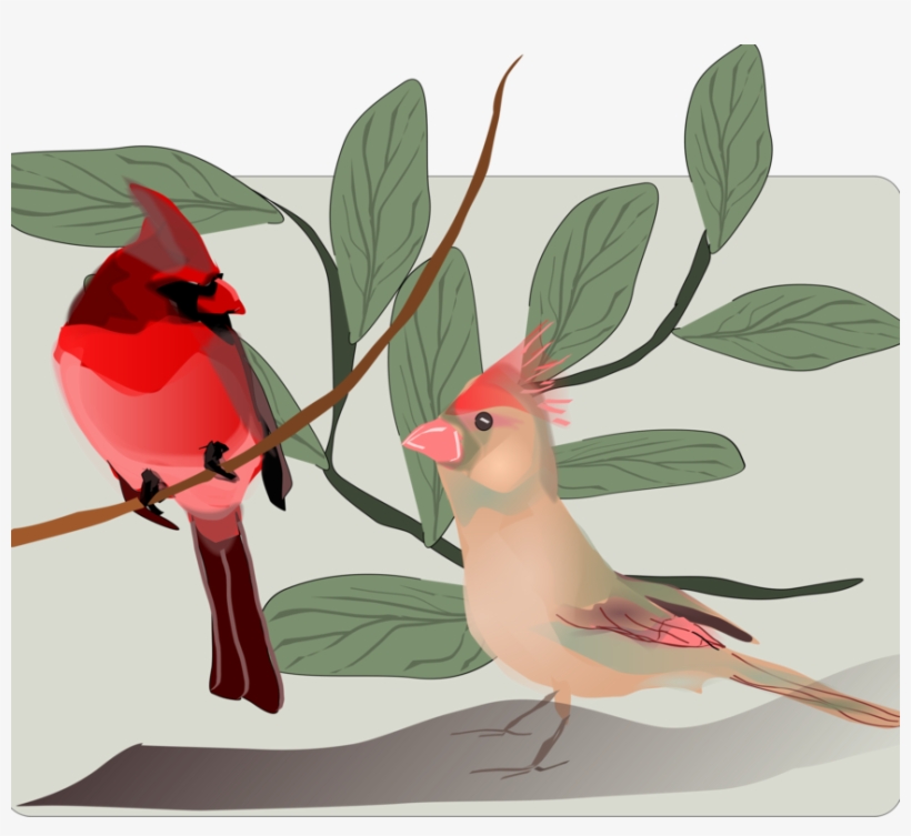 Songbird Northern Cardinal Hummingbird, transparent png download